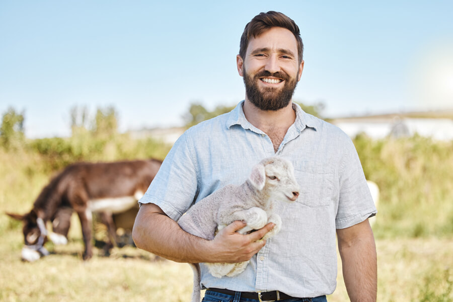 Veterinario salud cordero
